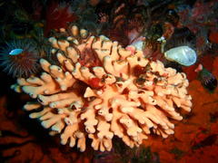 Stylaster nobilis