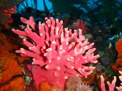 Stylaster nobilis