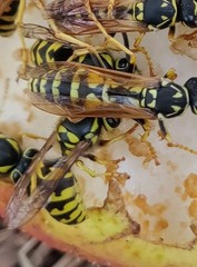 Polistes dominula