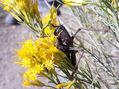 Anabrus simplex