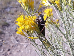 Anabrus simplex