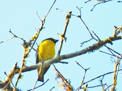 Euphonia chalybea