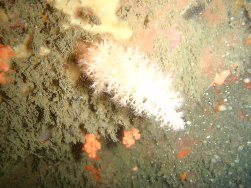 Eunephthya susanae