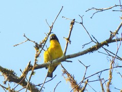 Euphonia chalybea