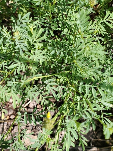 Image of Dalea brachystachya by no rights reserved