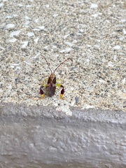 Melucha quinquelineata