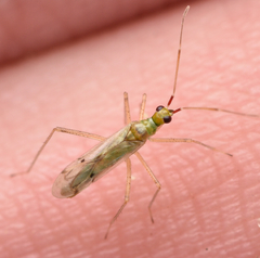 Dicyphus epilobii