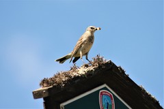 Anthus spinoletta spinoletta