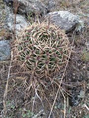 Gymnocalycium monvillei