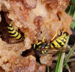 Vespula pensylvanica