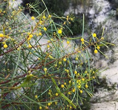 Acacia rigens