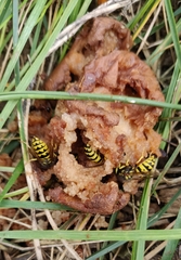 Vespula pensylvanica