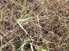 Muhlenbergia porteri