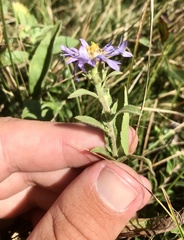 Eurybia spectabilis