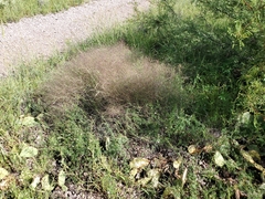 Muhlenbergia porteri