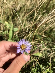 Eurybia spectabilis