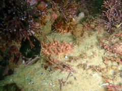 Anthostella stephensoni