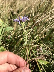 Eurybia spectabilis