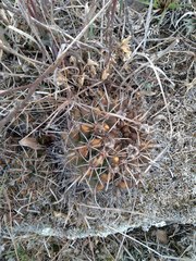 Parodia mammulosa