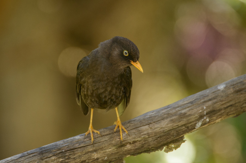 Sooty Thrush
