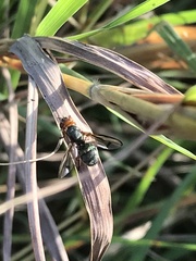 Senopterina caerulescens