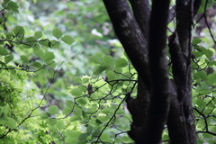 Micromeles japonica