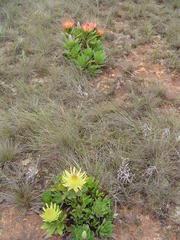 Protea roupelliae hamiltonii