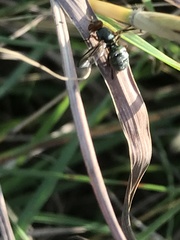 Senopterina caerulescens