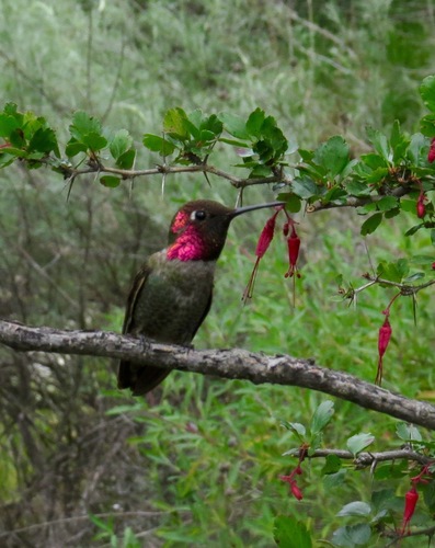 iNaturalist observation photo of Anna's Hummingbird
