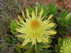 Protea roupelliae hamiltonii