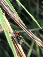 Senopterina caerulescens