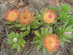 Protea roupelliae hamiltonii