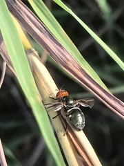 Senopterina caerulescens