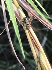 Senopterina caerulescens