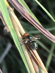 Senopterina caerulescens