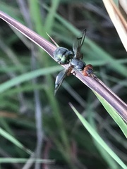 Senopterina caerulescens