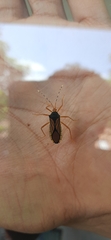 Anasa nigricollis