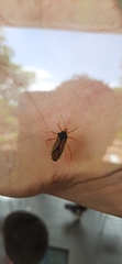 Anasa nigricollis