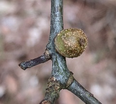 Callirhytis quercusgemmaria