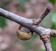 Callirhytis quercusgemmaria