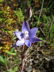 Thelymitra granitora