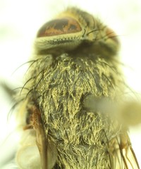 Pollenia rudis