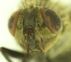 Pollenia rudis