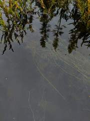 Potamogeton confervoides