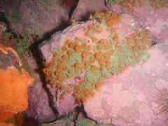 Isozoanthus capensis