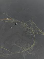 Potamogeton confervoides