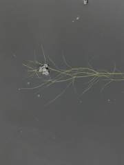 Potamogeton confervoides