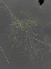Potamogeton confervoides