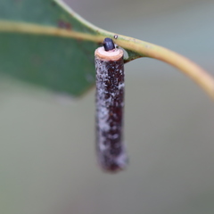 Hemibela