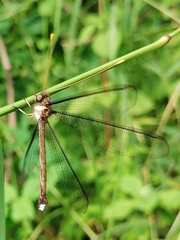 Haploglenius flavicornis